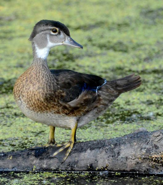 Photo of Female wood duck on log