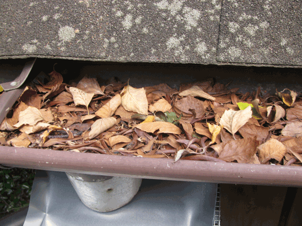 Top view of segment of gutter filled with leaves