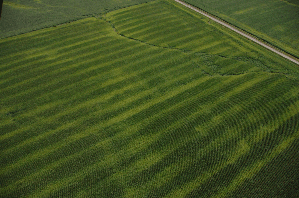 Aerial view of field with yellow and green streaks