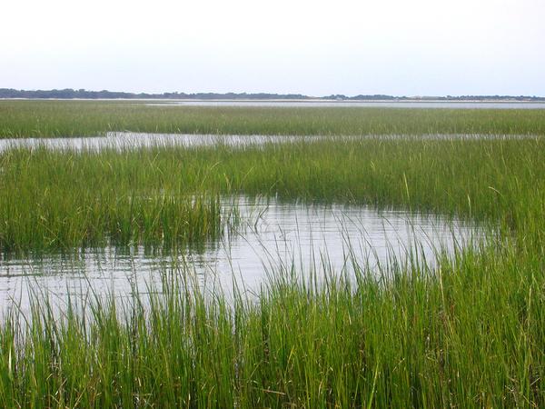 Coastal tidal marsh