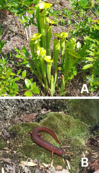 Venus flytraps top photo and mud salamanders bottom photo
