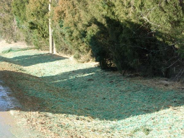 Visible bright green dyed hydromulch