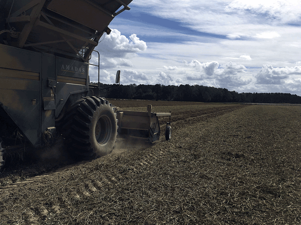 Combine in field harvesting peanuts