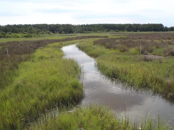 created wetland (brackish marsh)
