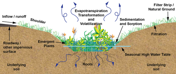 Computer graphic of soils, water and wetland plants in swale
