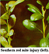 Figure CC. Southern red mite injury (left).