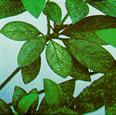 Figure E, photo of azalea lace bug damage to leaves