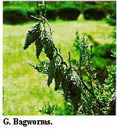 Figure G. Bagworms.