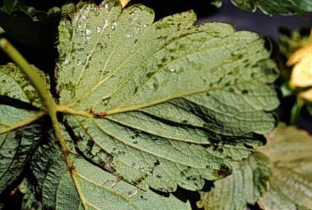 Lesiones angulares de manchas foliares causadas por Xanthomonas fragariae, en el envés de la hoja. Si se sostienen a la luz estas lesiones serían translúcidas