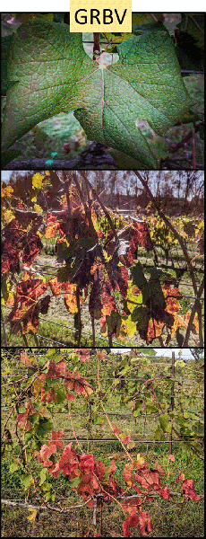 Grape leaves and vines with reddish coloration