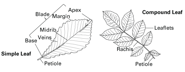 Drawings show the different leaf parts of a simple and compound leaf.