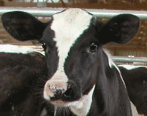 Calf that is alert with ears and head held up and clear eyes.