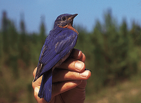 Bluebird perched on a person’s hand.
