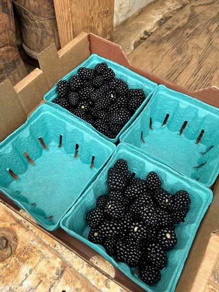 Two empty pulp baskets and two pulp baskets filled with blackberries.