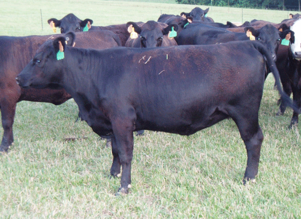 Heifers in tall fescue pasture with slick, uniform coats