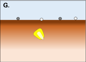 Distribution of starter on soil surface above kernel