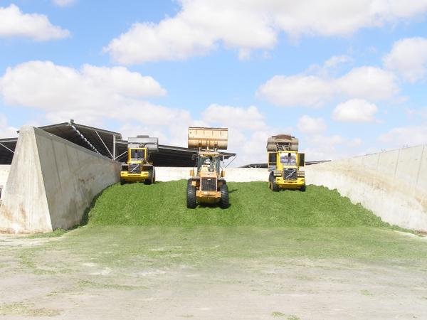 Image of loaders compacting silage in a bunker silo.