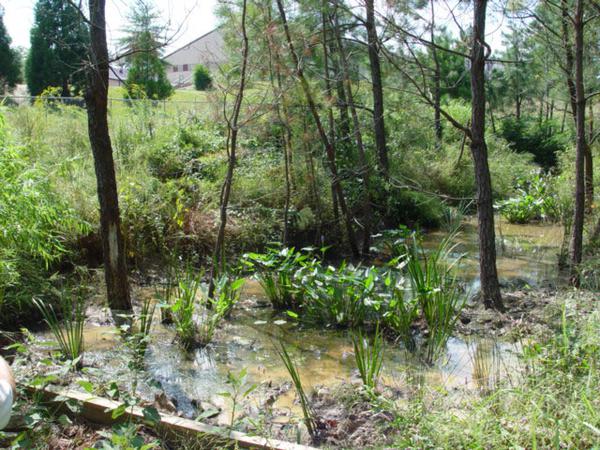 Photo of a wooded stormwater wetland