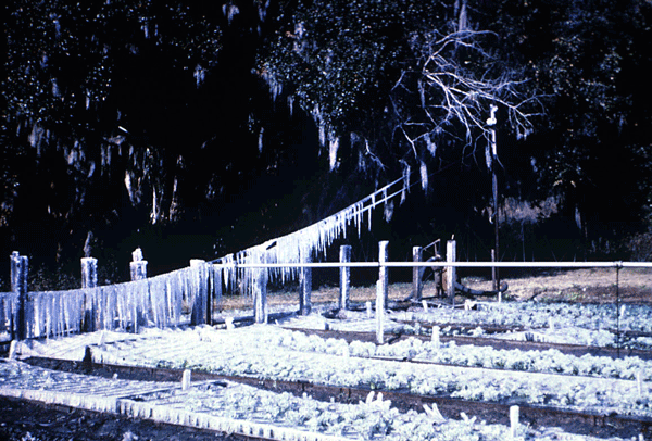 A garden that has been coated in layers of ice after running irrigation during freezing temperatures.