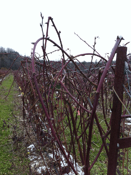 Dormant blackberry plants without foliage on a trellis.