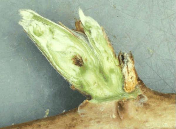 Cross-section of blackberry flower bud with brown center which was killed by freeze