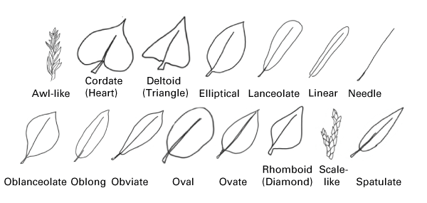 The 15 different leaf shapes: awl-like, cordite, deltoid, elliptical, lanceolate, linear, needle, oblanceolate, oblong, obviate, oval, ovate, rhomboid, scalelike, spatulate.