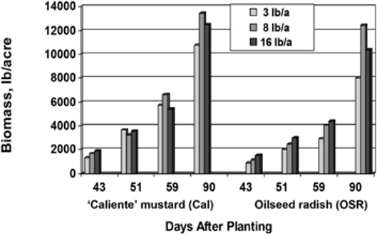 Bar graph biomass vs days after planting for 'Caliente' mustard and oilseed radish