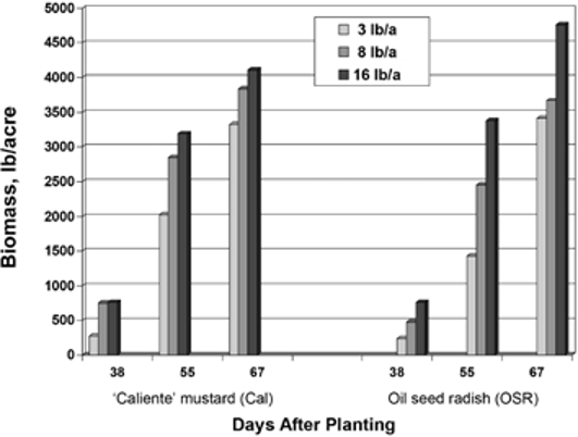 Bar graph biomass vs. days after planting for 'Caliente' mustard and oil seed radish