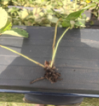 Strawberry plant with no root system