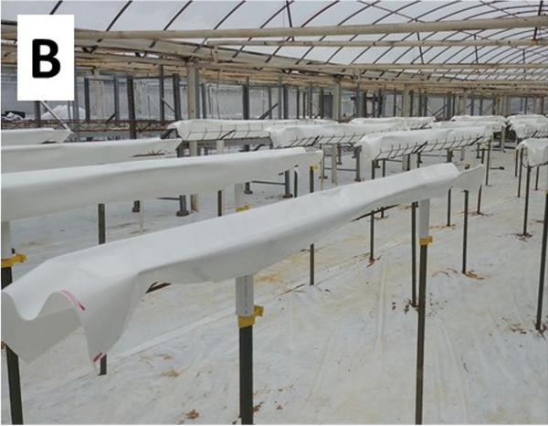 Rows of elevated gutters