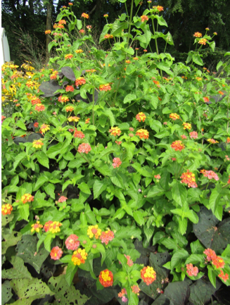 Color photo of plant with green leaves and orange flowers