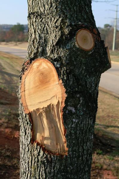This bad cut with ripped bark was made flush with the trunk