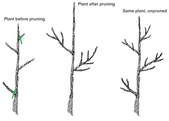 Comparison of branch growth when pruned or left unpruned