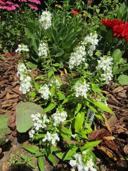 Color photo of plant with green leaves and white flowers