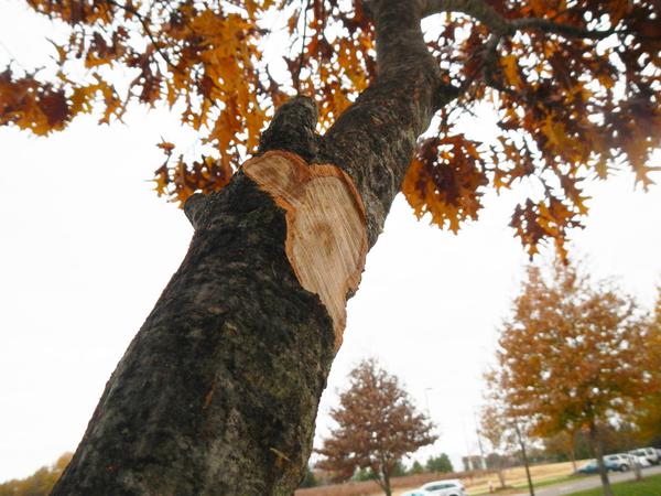 Flush cuts like these are linked with poor tree health