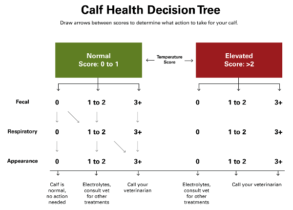 A graphic showing the calf health decision tree process.