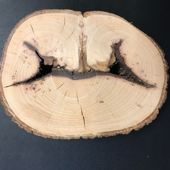 Cross section of a tree shows how the wound is compartmentalized