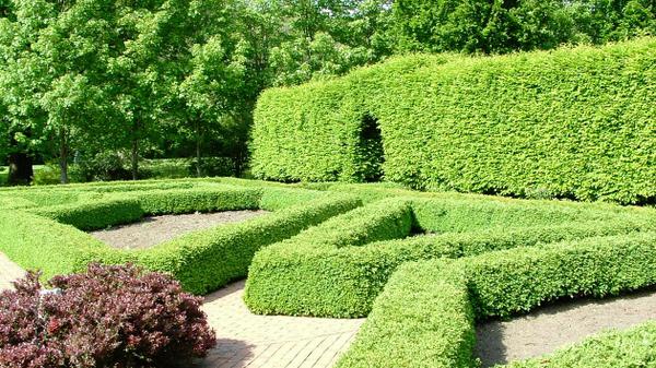 These hedges are shaped into large geometric designs