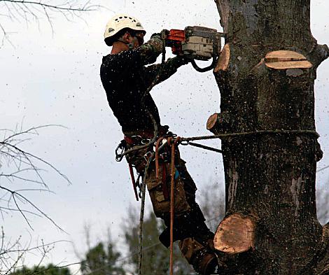A worker attached to a large tree makes a cut with a chainsaw