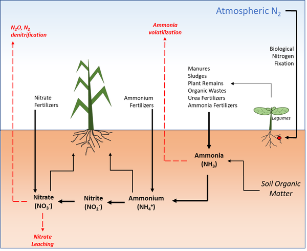 Chart of movement of nitrogen through soil, plants, and air