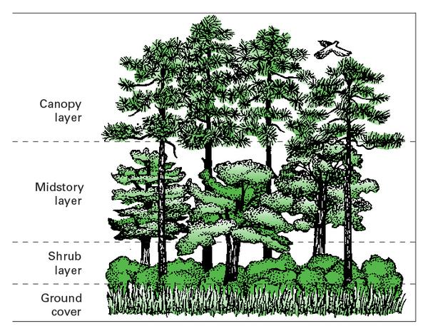 Illustration of a forest with well-developed vertical structure