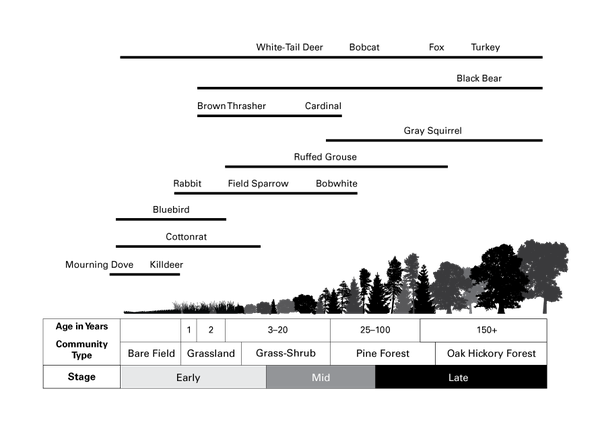 Illustration of forest stages and wildlife over time.