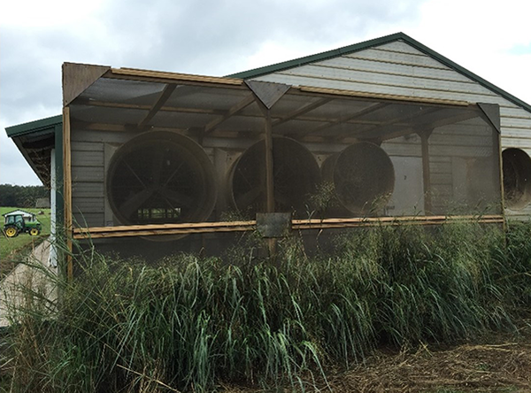 Thumbnail image for Reducing Odor and Dust Emissions from Fan-Ventilated Swine Barns with a Combined Engineered Windbreak Wall-Vegetative Strip System