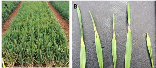 Thumbnail image for Scouting for Freeze Injury in North Carolina Winter Wheat