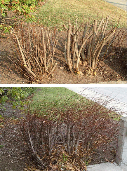 Before and after heading cuts to barberry