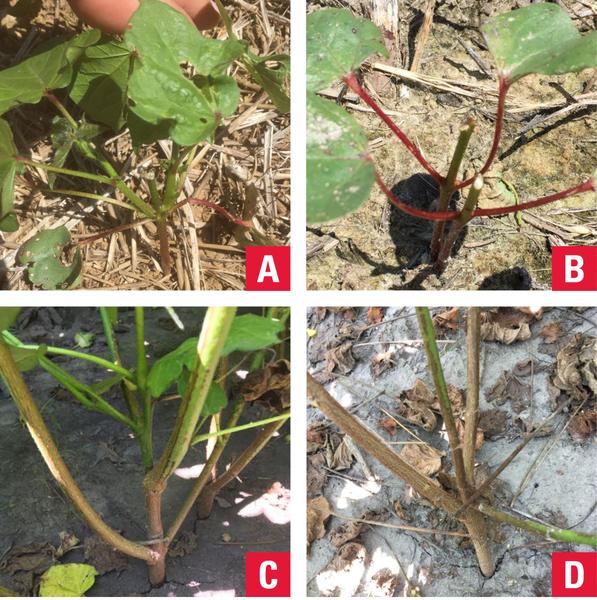 Top photos (A and B) show young cotton plants with damage from dear feeding. Photos C and D show the resulting vegetative branches