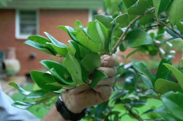 A privet before pruning