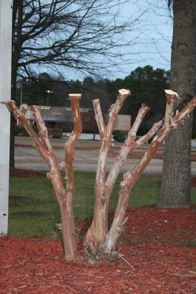 Every branch of a crape myrtle has been cut off severely