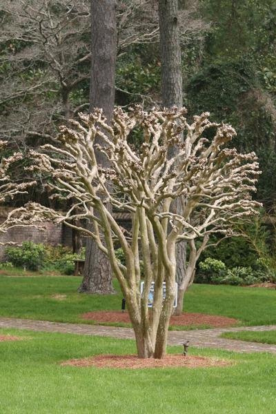 A pollarded crape myrtle shows a proper pruning technique