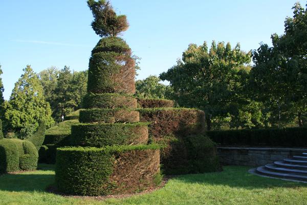 Spiraling old topiary shows dead areas due to constant pruning